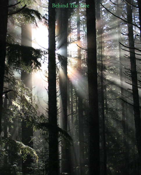 Behind The Tree - photo by Stephen Clay