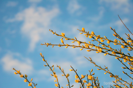 Spring In The Air - photo by Stephen Clay