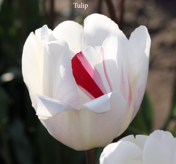 Tulip - photo by Stephen Clay