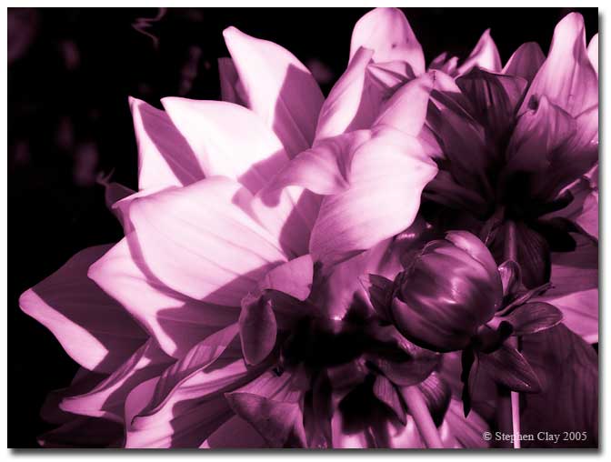 Purple Dahlia - photography by Stephen Clay